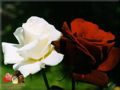 fleurs